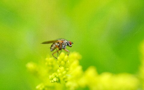 White floristry wasp photo