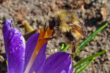 Crocus spring nature