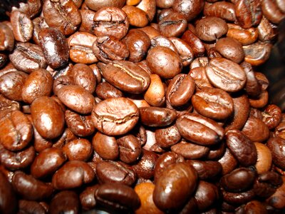 Brown beans roasted photo