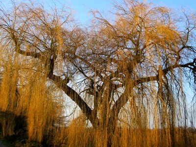 Aesthetic branches rods photo