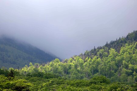 Branch cloud ecology