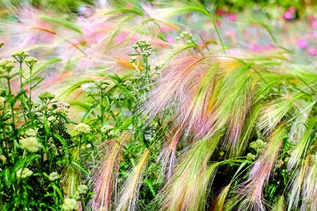 Field flora grass photo