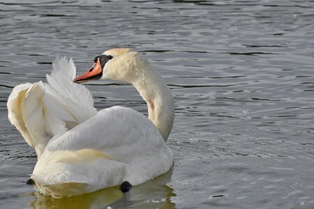 Feather swan swimming photo