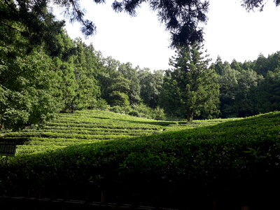 Boseong Green Tea Fields photo