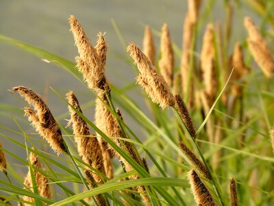 Sedges sedge sour grass greenhouse photo