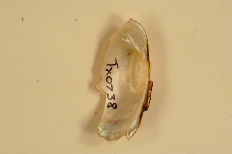 Lampsilis bracteata (inside)-1