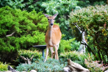 Animal wildlife wild