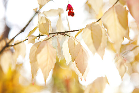 autumn leaves photo