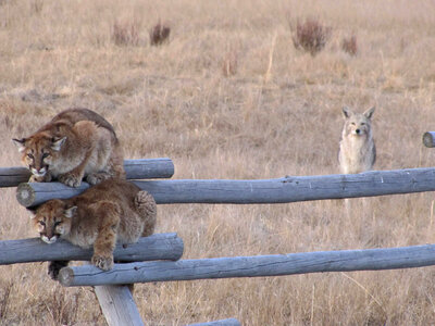 Juvenille Mountain lions with Coyote photo