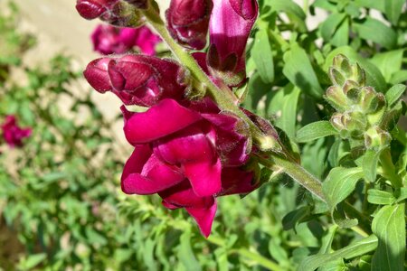 Flower Bud flower garden flowers