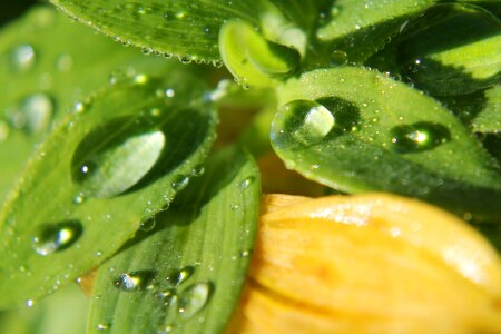 Water plant natural