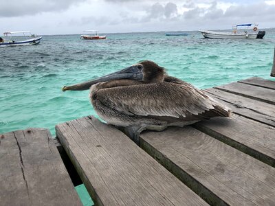 Aquatic Bird beautiful photo boats