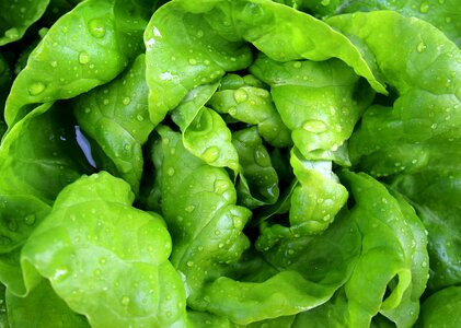 Head of lettuce fresh drop of water photo