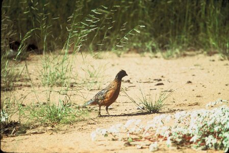 Bird bottom Colinus virginianus
