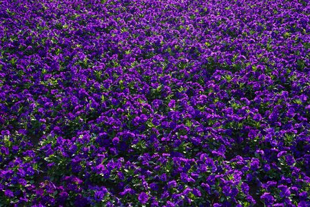 Viola wittrockiana violet purple photo