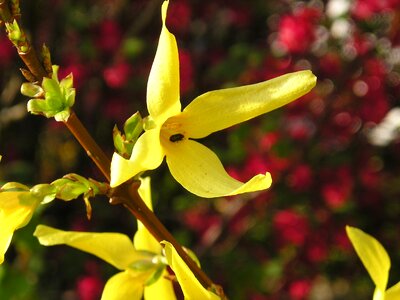 Yellow forsythia garden photo