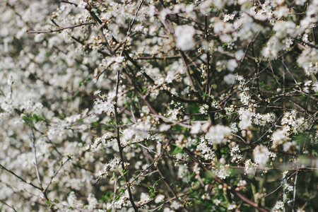 Buds bushes flora