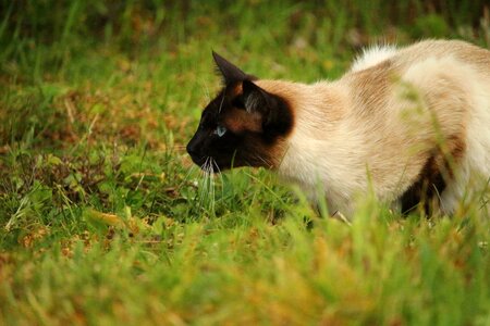 Animal cat claw photo