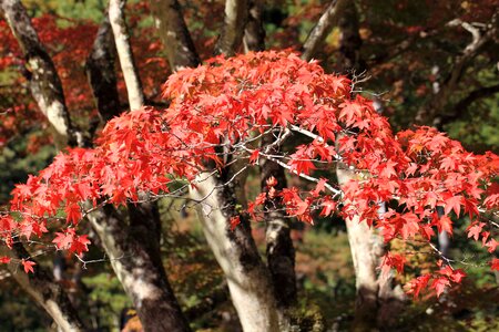 Autumn autumn season branch photo