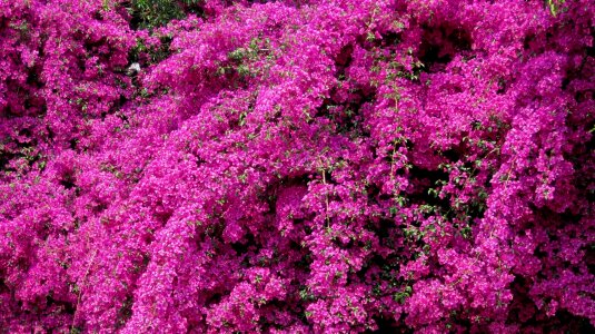 Purple-pink floriferous dense photo