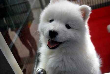 Pet store canine photo