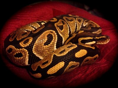 Reptile python animal photo