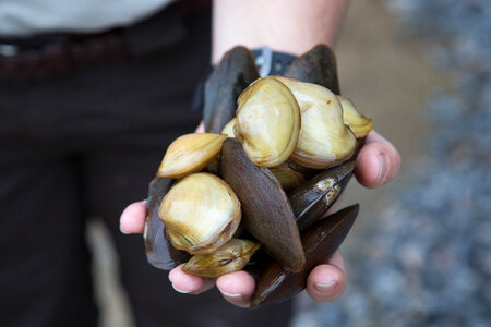 Biologist holds freshwater mussels photo