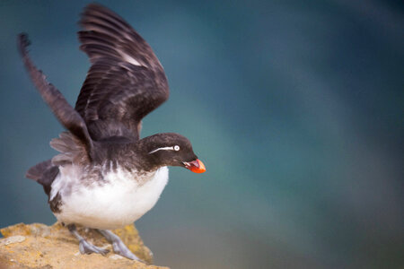 Parakeet auklet-2