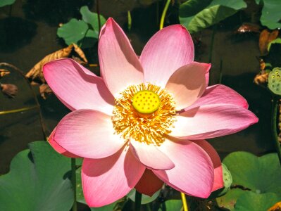 Beautiful Flowers beautiful image beautiful photo