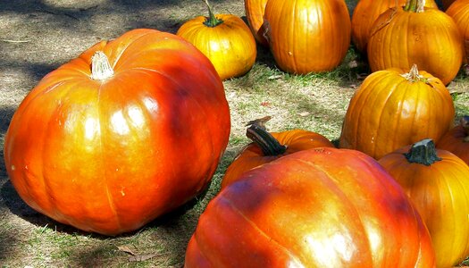 Halloween grass lawn