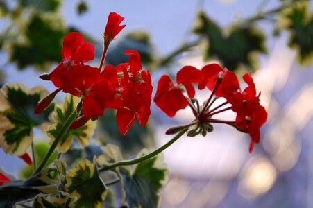 Plant natural blossom