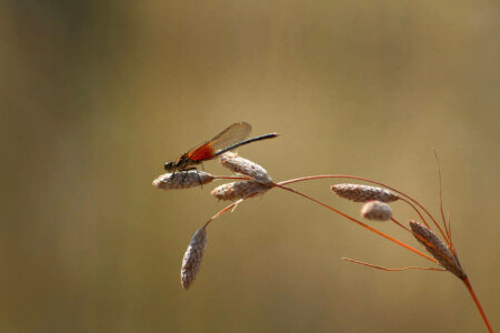 American Rubyspot Damselfly photo