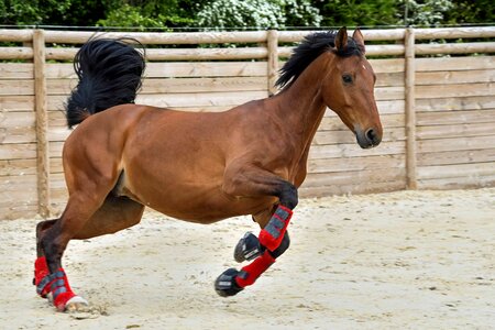 Animal brown cavalry photo