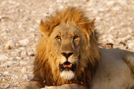 Lion pasha africa photo