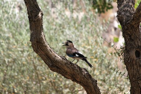 Singing bird feather tree photo