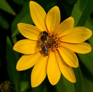 Animal arthropod beautiful flowers