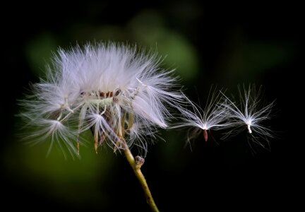 Flower white plant photo