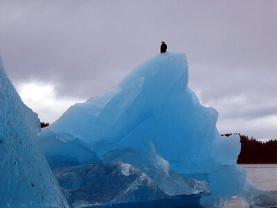 Eagle on glacier