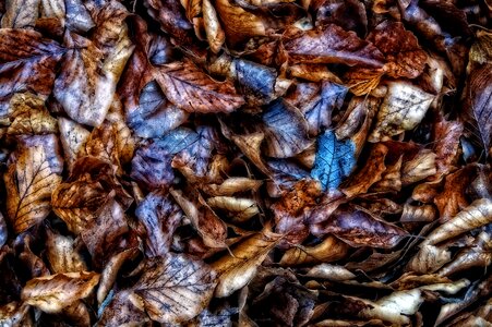 Fall color colorful leaves sheet rain