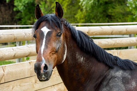 Animal beautiful photo brown