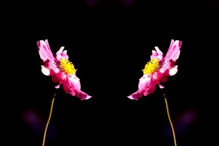 Beautiful beautiful flowers beautiful photo