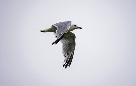 Ring Billed Gull in flight photo