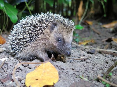 Spur prickly hannah