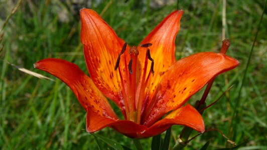 Flower nature red photo