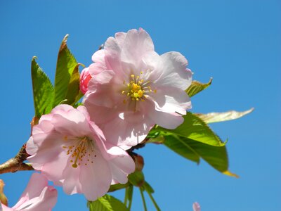Spring mandelbaeumchen almond blossom photo