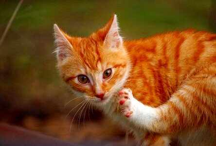 Cat baby mieze paw