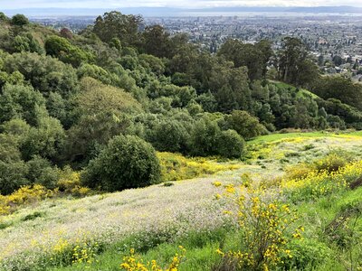 Hilltop panoramic shrub photo