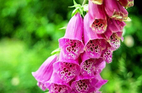 Beautiful beautiful flowers beautiful photo