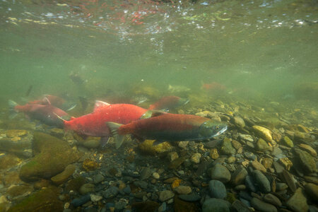 Sockeye Salmon-3 photo