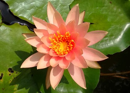 Aquatic beautiful beautiful flowers